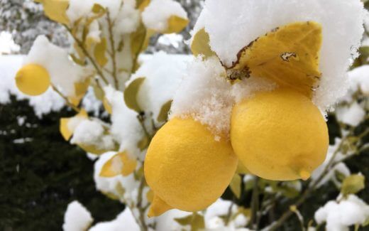 Schnee Ronda in weiss Titel