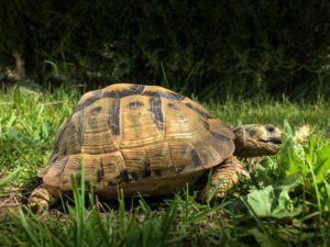 Schildkröten mit Frühlingsgefühlen Mama