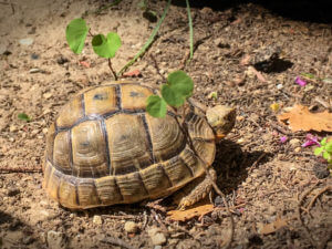 Schildkröten mit Frühlingsgefühlen Mini