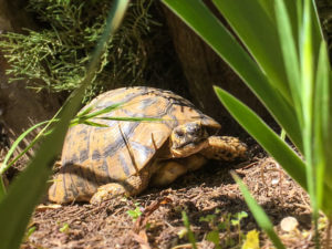 Schildkröten mit Frühlingsgefühlen Papa