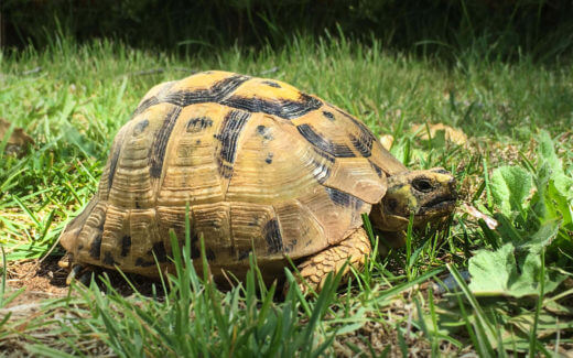 Schildkröten mit Frühlingsgefühlen Titelbild