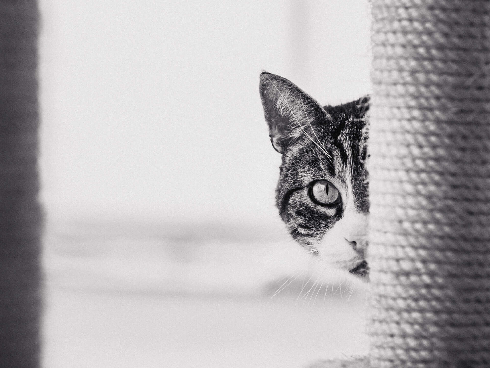 Vierbeiniger Begleiter Minou Titelbild