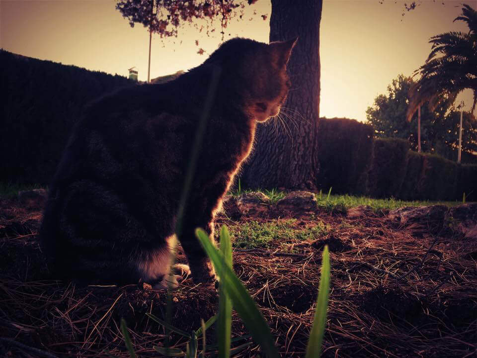 Vierbeiniger Begleiter Minou Abschied