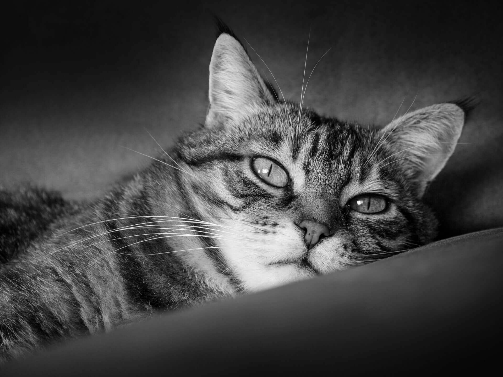 Vierbeiniger Begleiter Ronja Titelbild