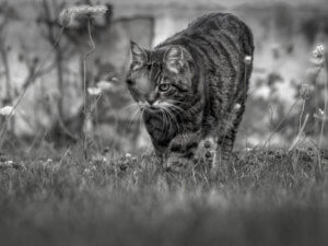 Vierbeiniger Begleiter Ronja Garten