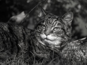 Vierbeiniger Begleiter Ronja Garten