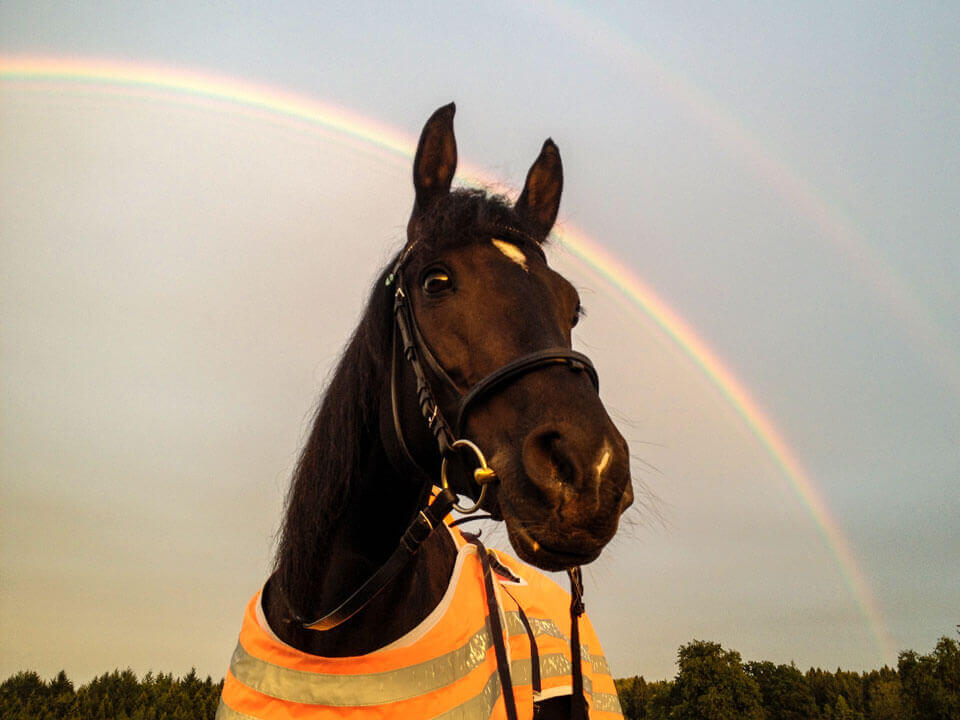 Vierbeinige Begleiter Bonita Rainbow