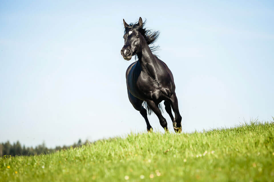 Vierbeinige Begleiter Bonita Mustang