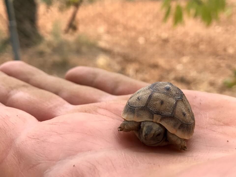 Jahresrückblick 2017 Schildkröte