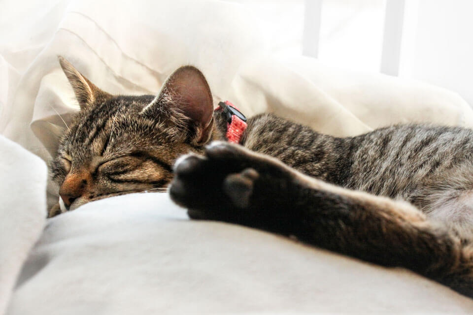 Mitbewohner auf vier Pfoten – Katze schlafend