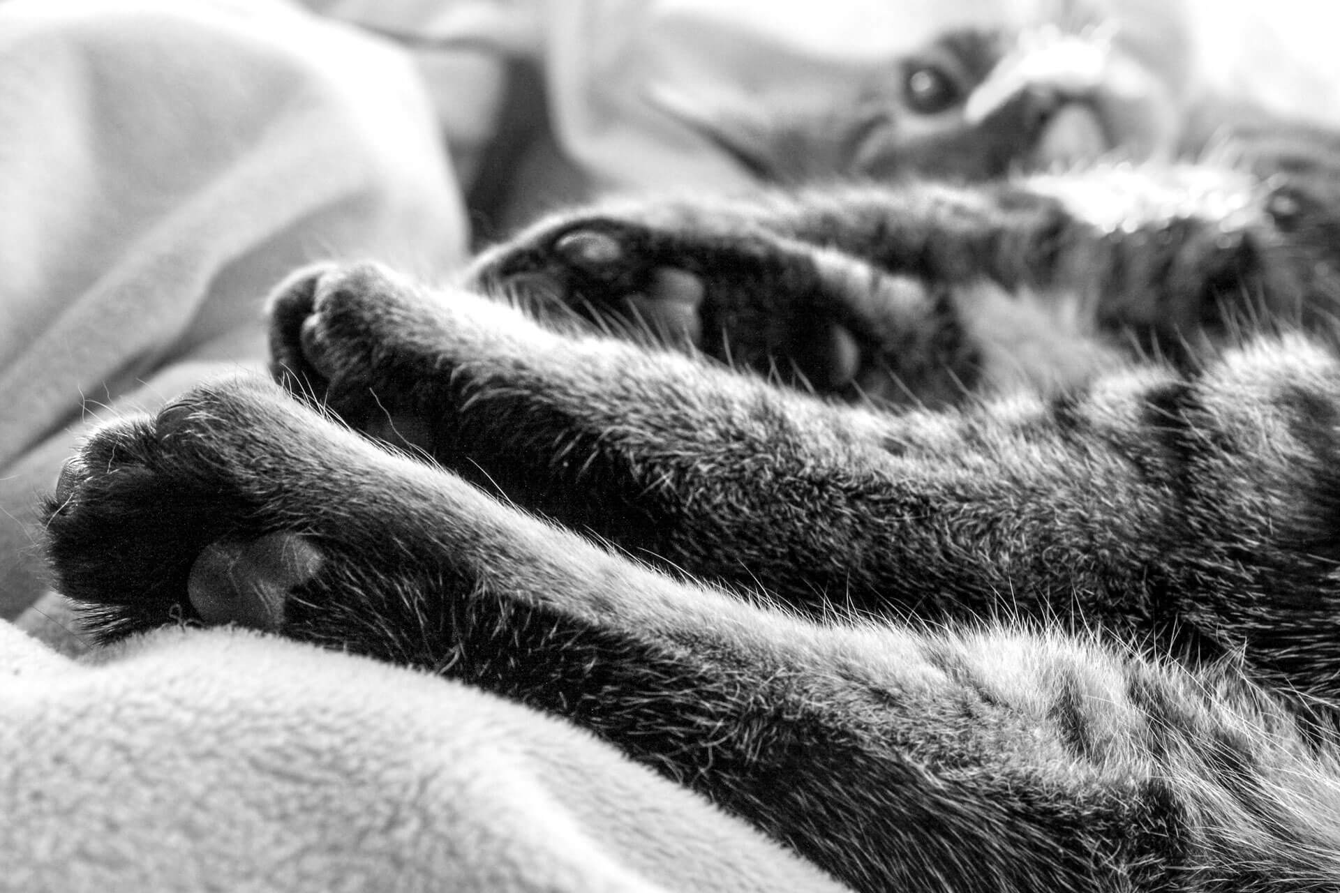 Mitbewohner auf vier Pfoten – Titelbild