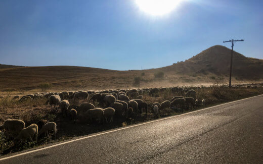 Sommerzeit - Ferienzeit - Sommerpause - Schafherde