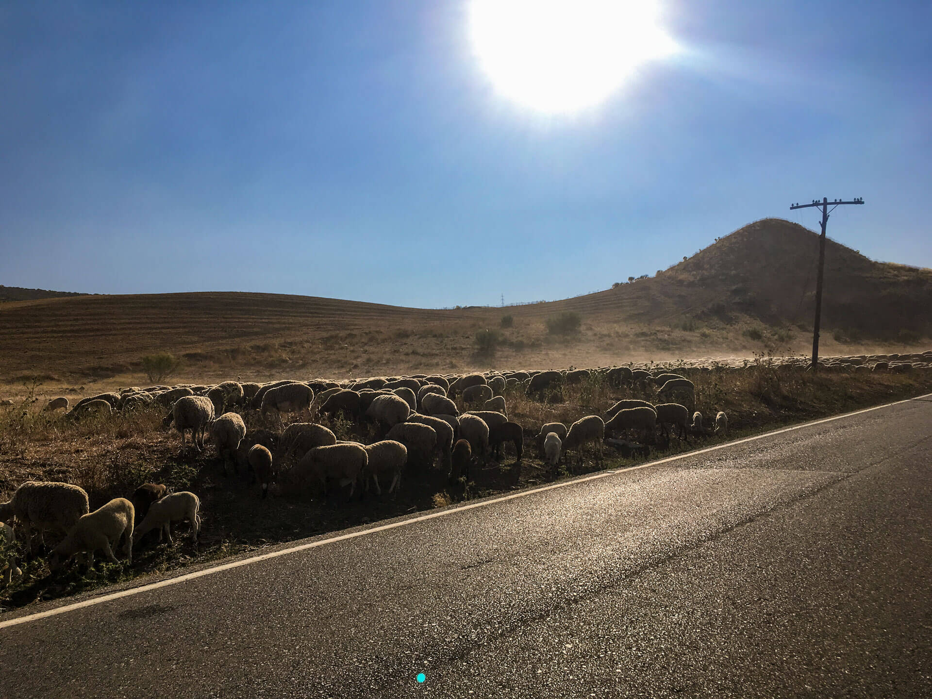 Sommerzeit - Ferienzeit - Sommerpause - Schafherde