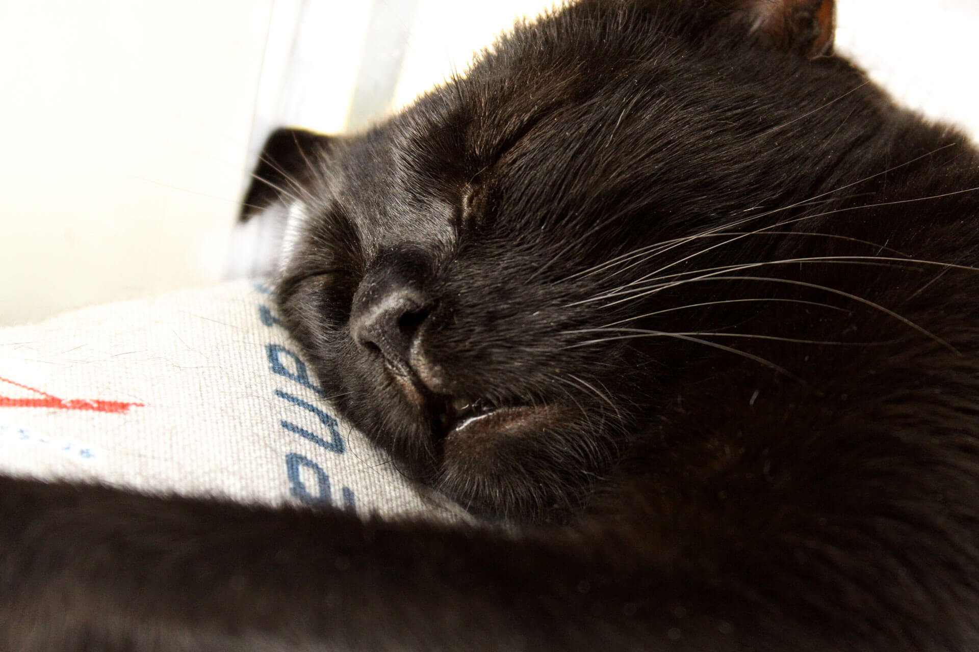 Tierische-Begleiter_Peggy_TITEL04