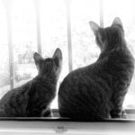 Tierische Begleiter Dafne - Katzen im Fenster