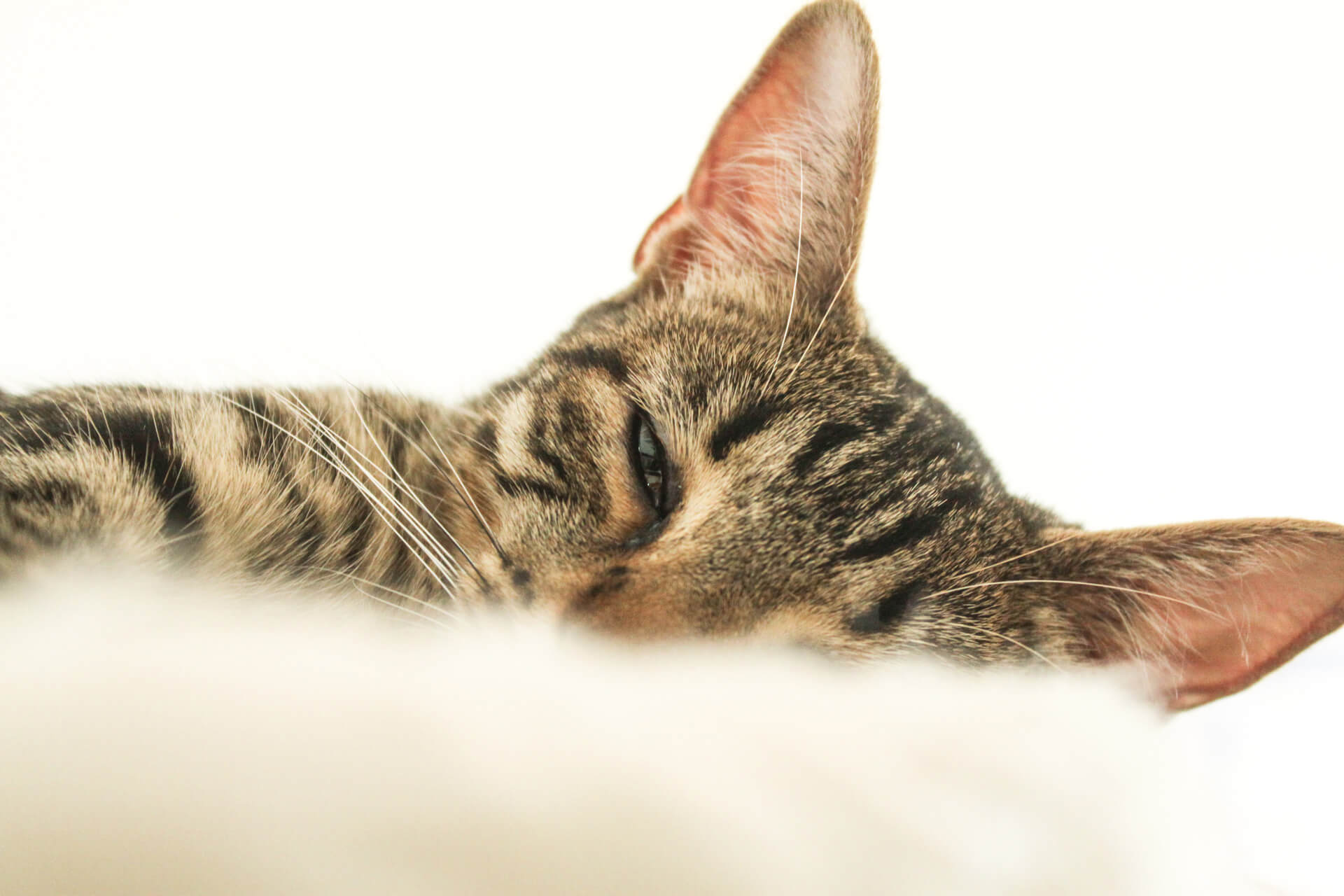 Tierische Begleiter Dafne Titel