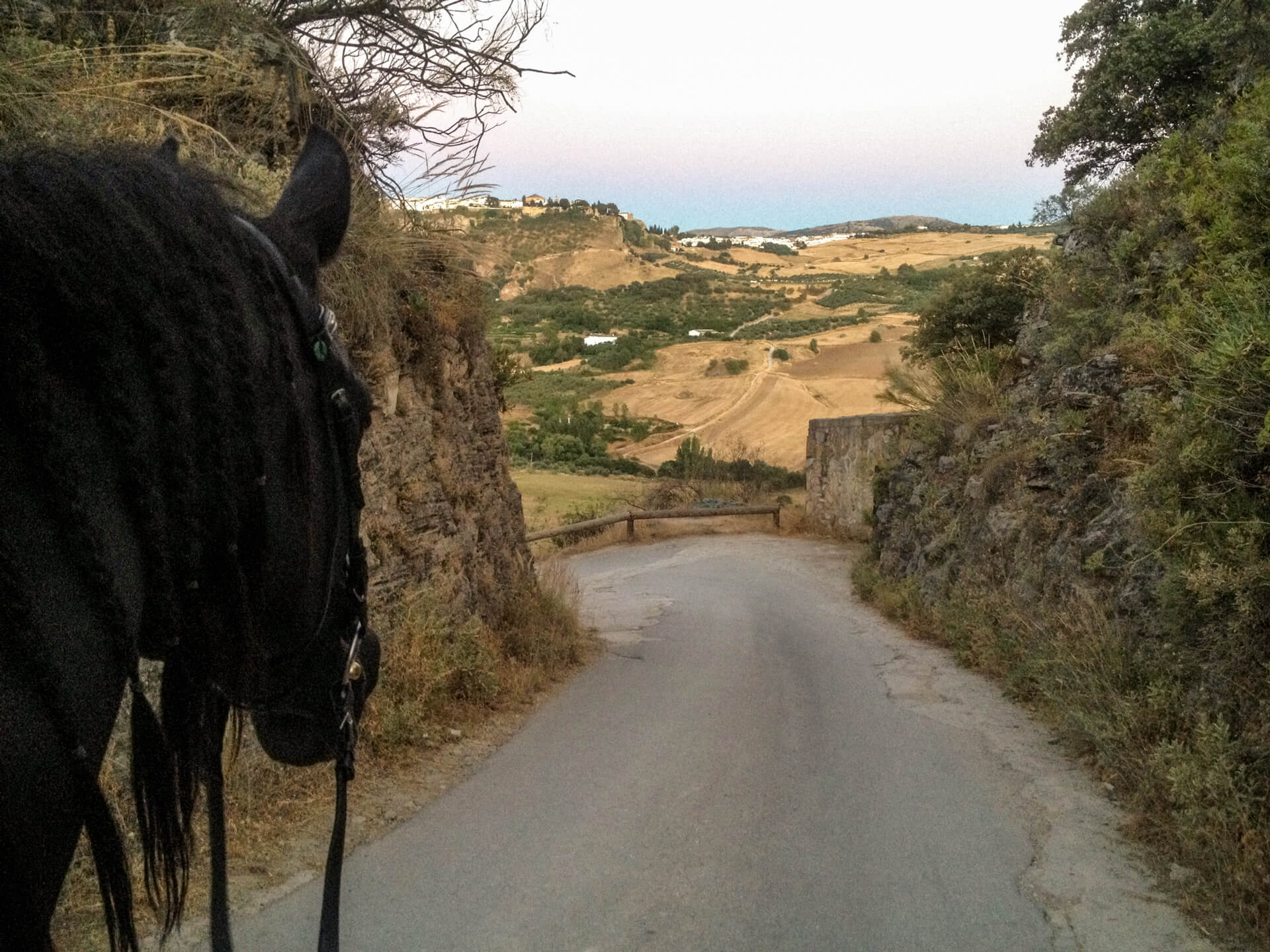 Alltag-im-Pensionsstall