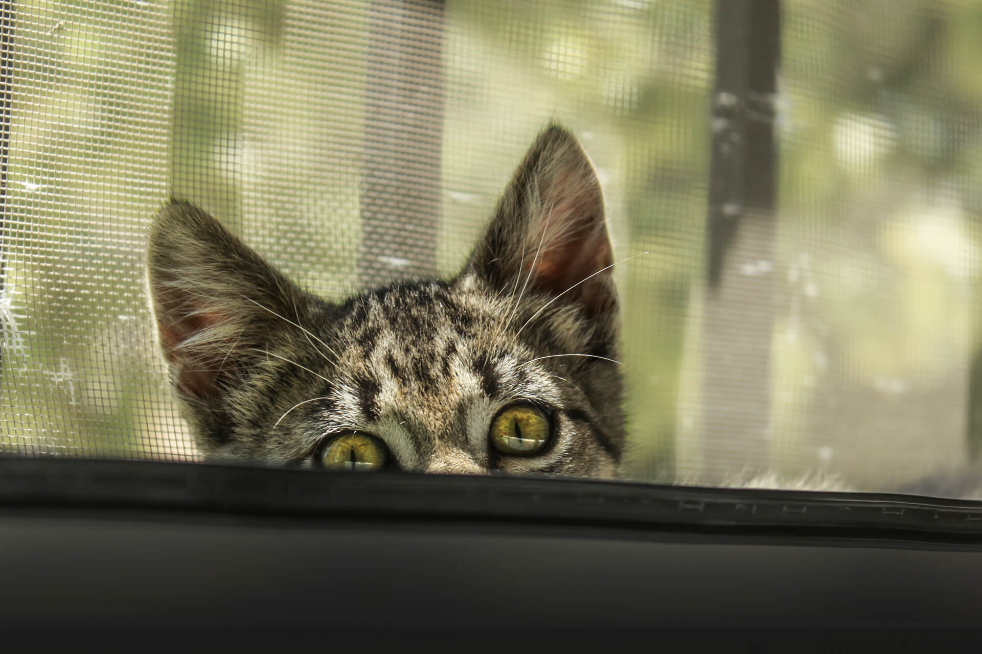 Tierische-Begleiter_Ronda__TITELBILD